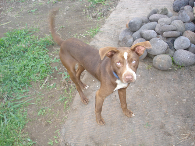 odie1