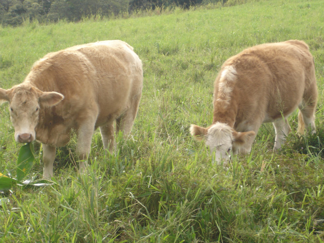 owr_cows