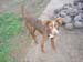 odie1