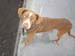 odie2